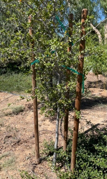 2x6 landscaping tree stake supporting a tree